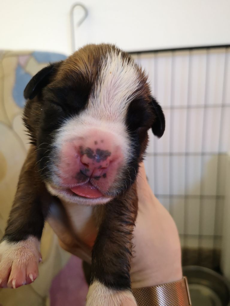 Du Reflet De Lune - Chiot disponible  - Boxer