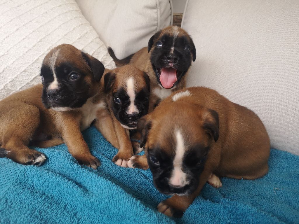 chiot Boxer Du Reflet De Lune