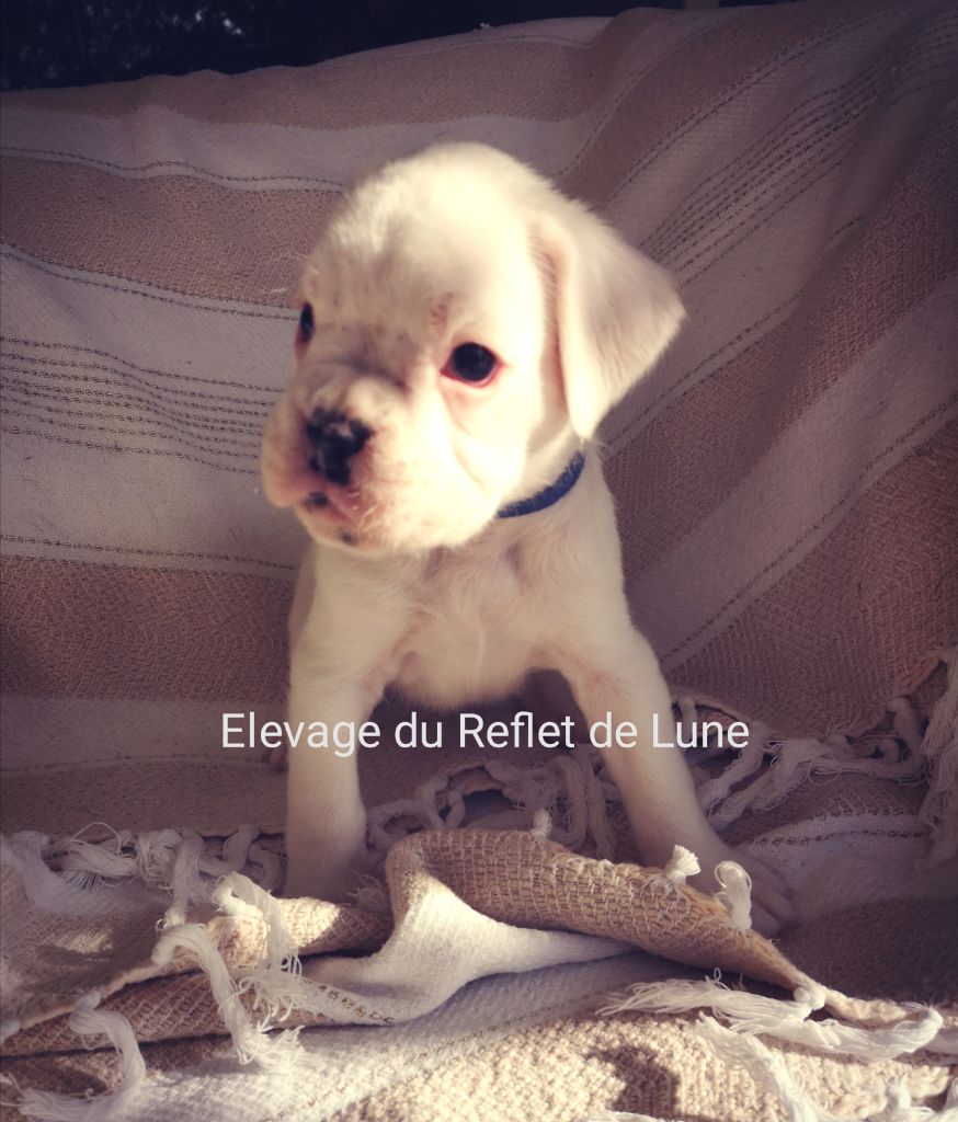 Du Reflet De Lune - Chiot disponible  - Boxer