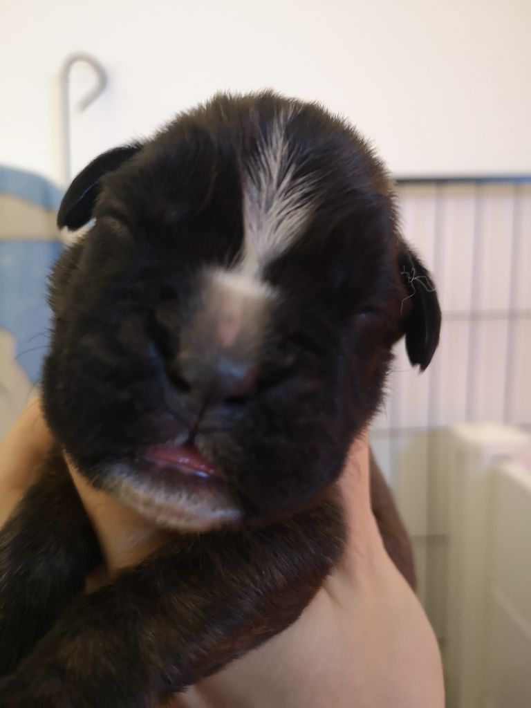 Du Reflet De Lune - Chiot disponible  - Boxer