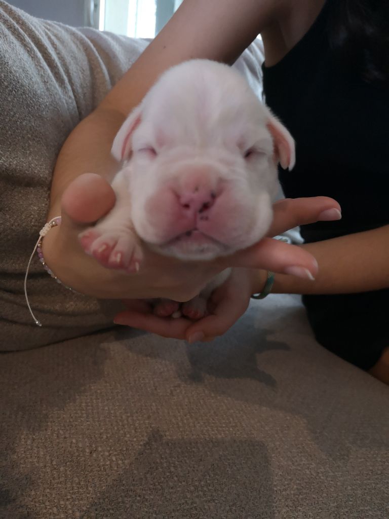 Du Reflet De Lune - Chiot disponible  - Boxer