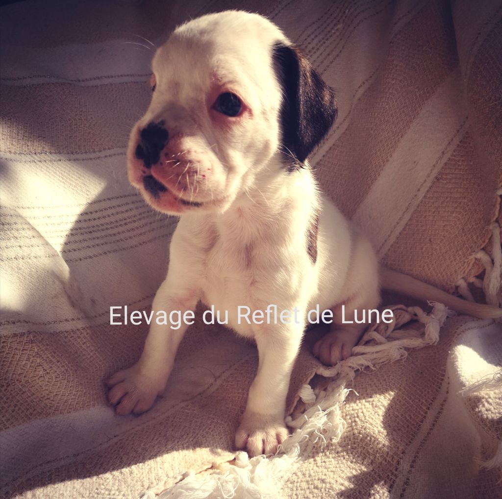 Du Reflet De Lune - Chiot disponible  - Boxer