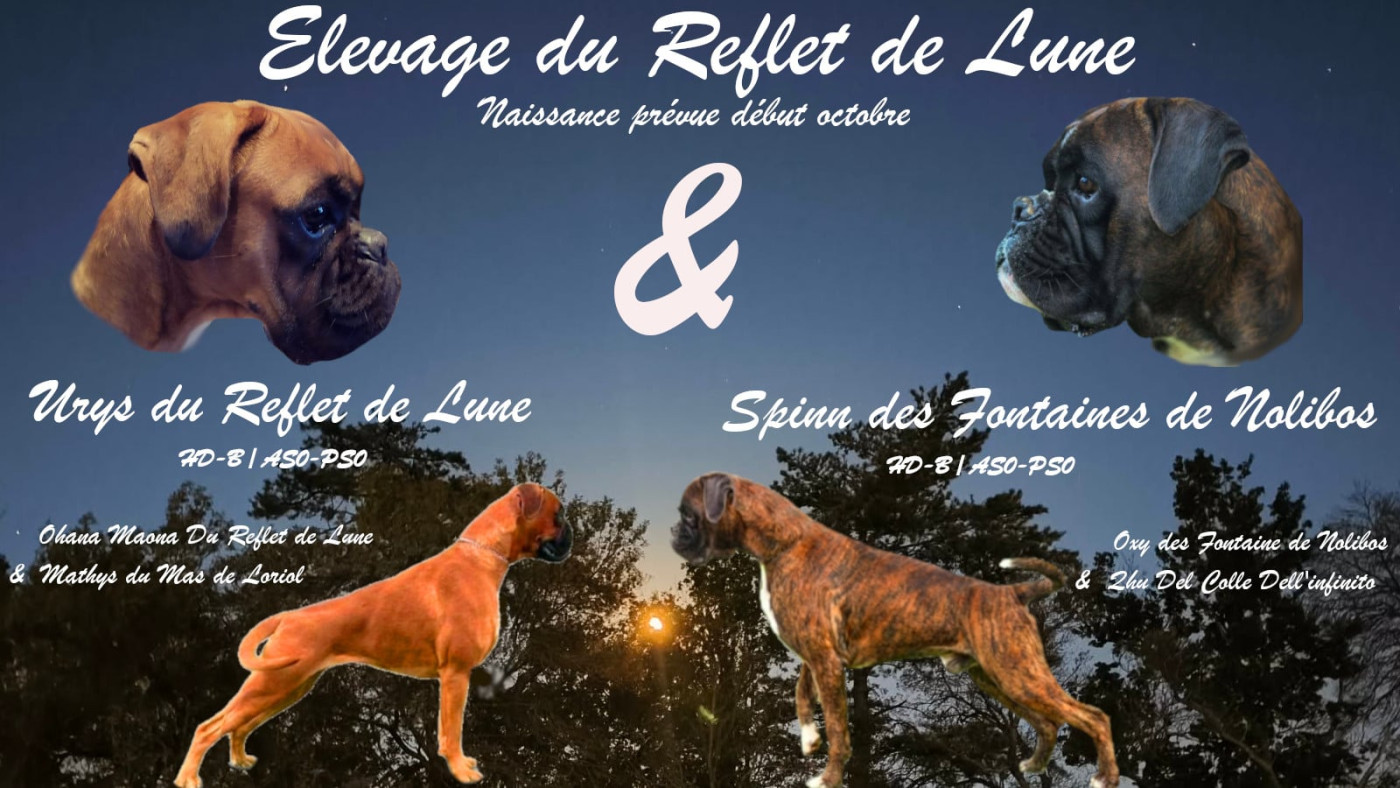 Les petits B du Reflet de Lune seront bientôt là !