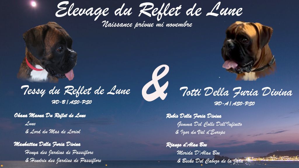 Des petits Reflet de Lune sont attendus pour Novembre !