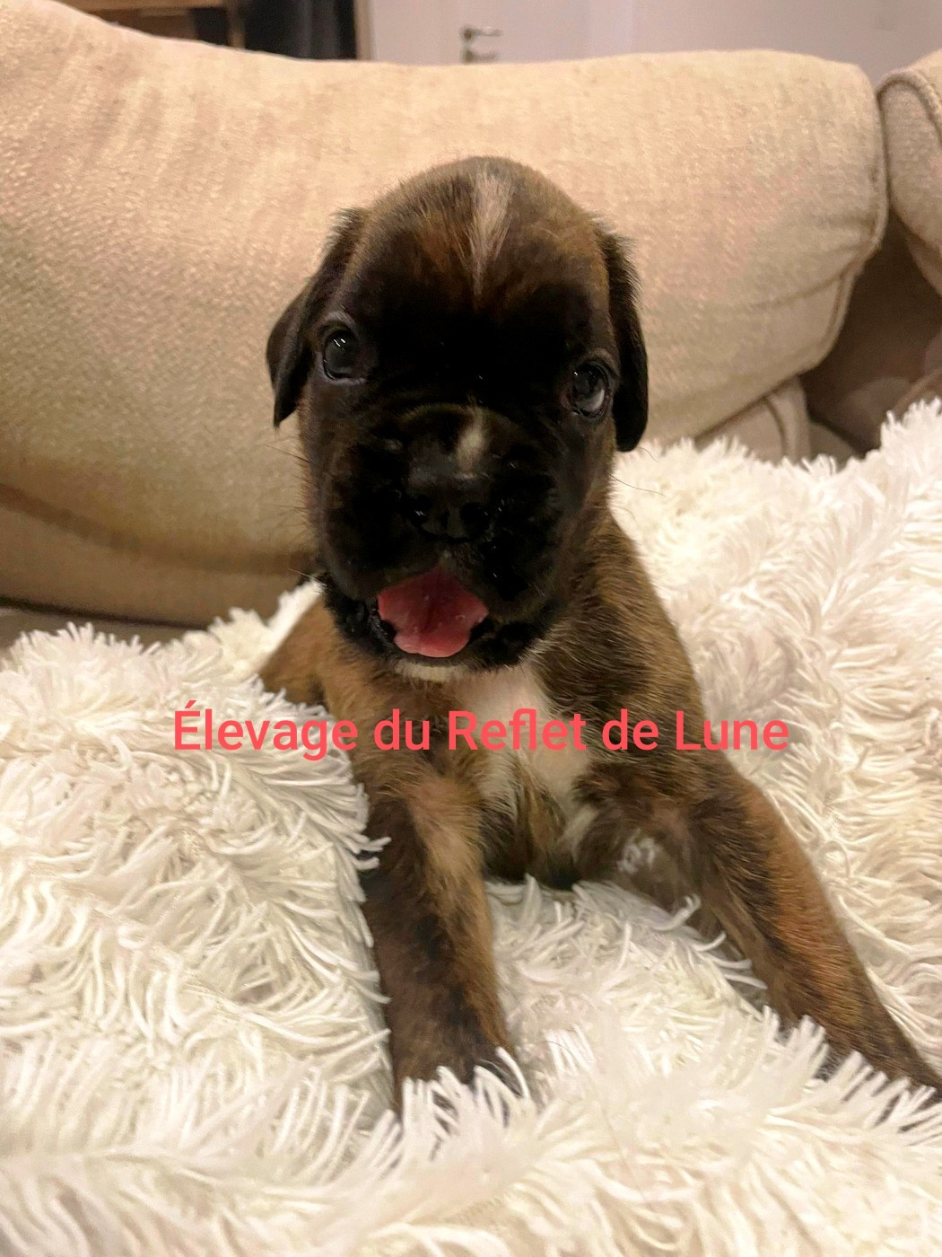 Du Reflet De Lune - Chiots disponibles - Boxer