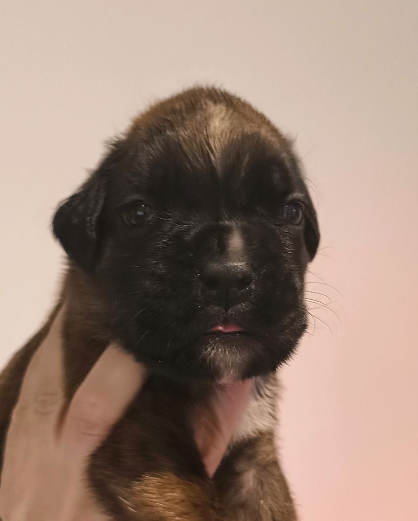 Du Reflet De Lune - Chiots disponibles - Boxer
