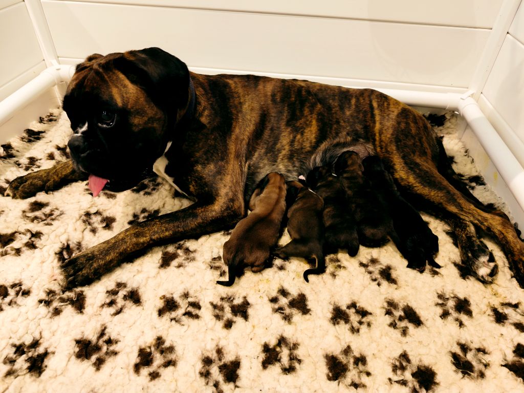 Chiot Boxer Du Reflet De Lune