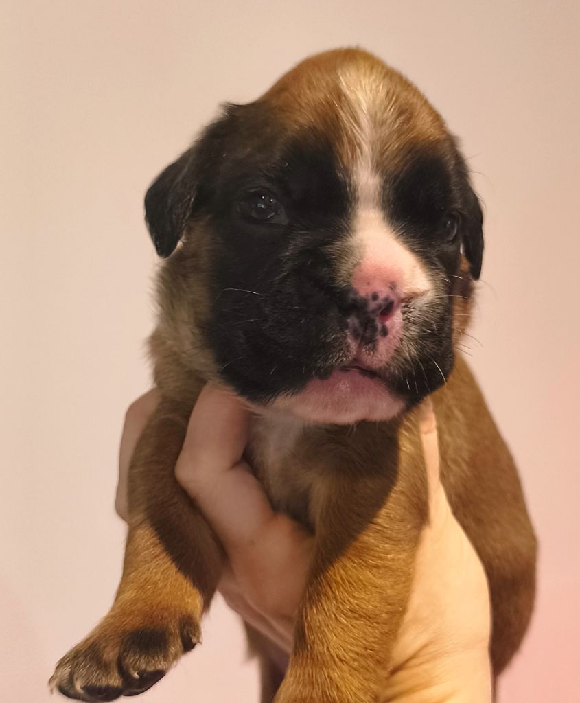 Du Reflet De Lune - Chiots disponibles - Boxer